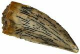 Serrated Raptor Tooth - Real Dinosaur Tooth #298134-1